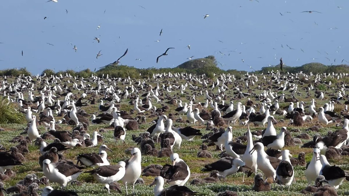1200px--Midway_Atoll_-_Bird_Sightings_-_Mar-Apr_2015.webm