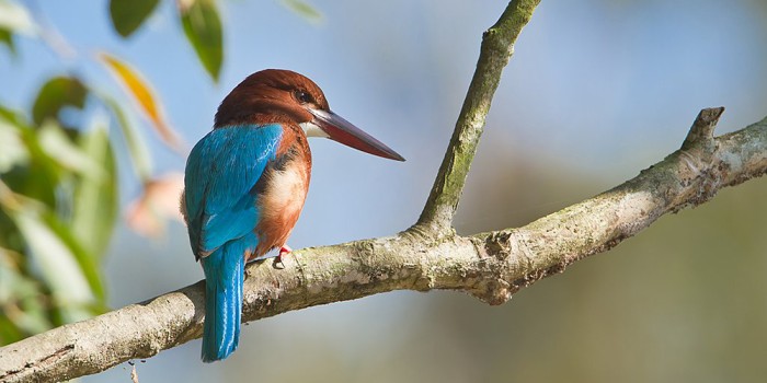 bird-watching-banner0